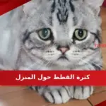 كثرة القطط حول المنزل على ماذا تدل؟