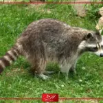 12 اسم حيوان بحرف الراء