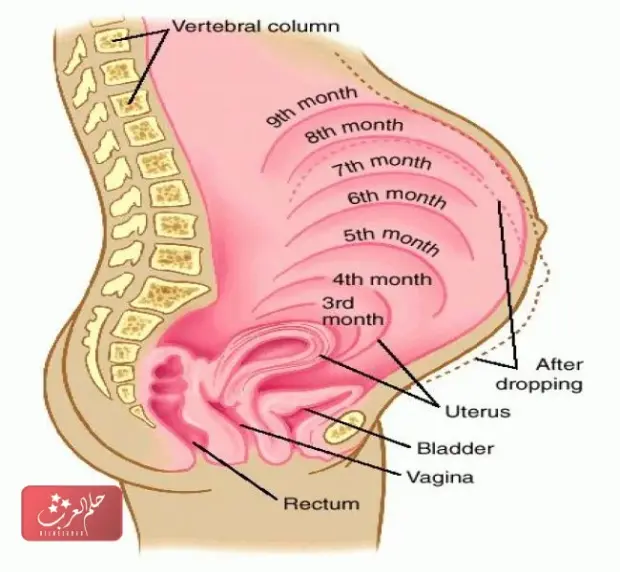 هل البواسير تؤثر على الجنين
