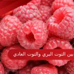 الفرق بين التوت البري والتوت العادي بالصور