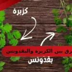 الفرق بين الكزبرة والبقدونس