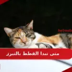 متى تبدا القطط بالتبرز؟