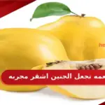 10 اطعمه تجعل الجنين اشقر مجربه