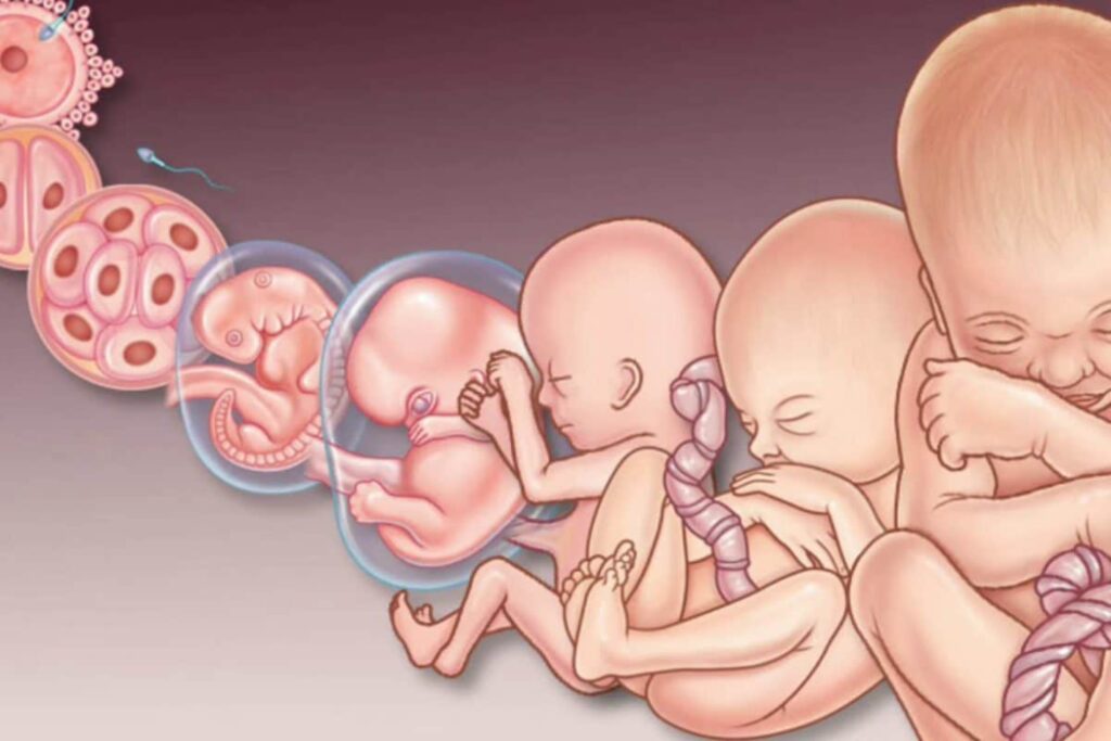 من ماحست بشي بعد الترجيع وطلعت حامل