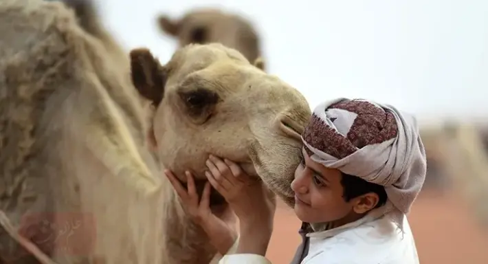 كيف يلقح الجمل الناقة واهم علامات الولادة الاخيره