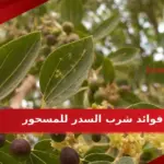 فوائد شرب السدر للمسحور