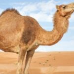تفسير أكل لحم الإبل في المنام لابن سيرين