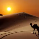 البقعاوي وش يرجع أصلهم من أي شمر