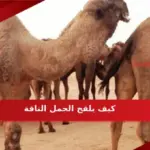 كيف يلقح الجمل الناقة واهم علامات الولادة الاخيره