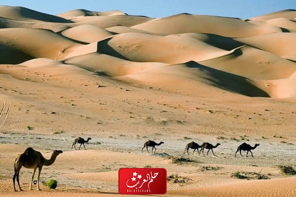 العلاوي وش يرجع ، اصل عائلة العلاوي من وين
