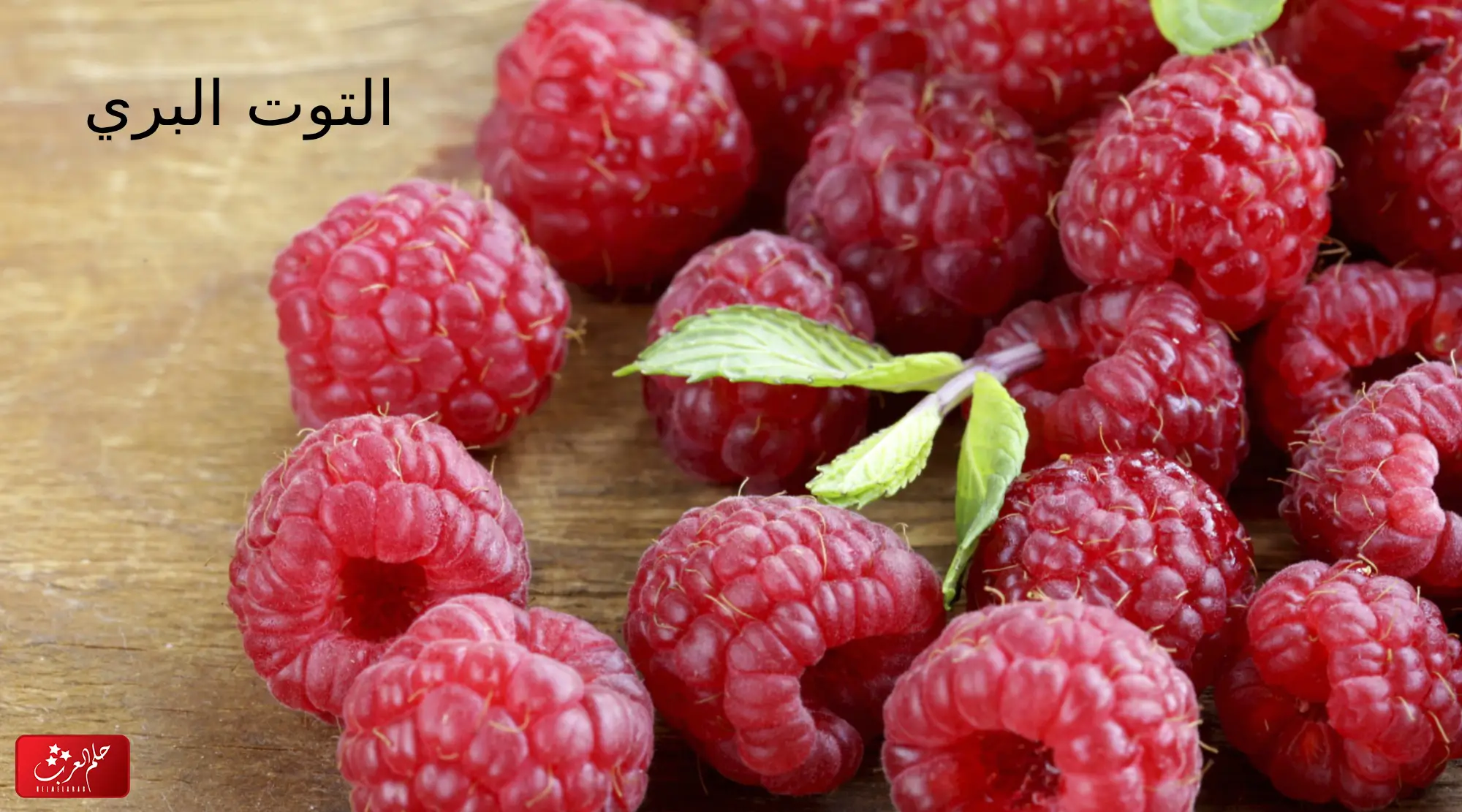 الفرق بين التوت البري والتوت العادي بالصور