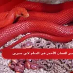 تفسير الثعبان الأحمر في المنام لابن سيرين