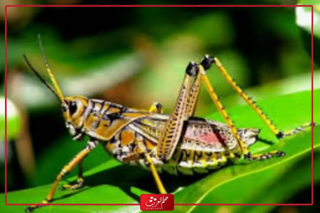 حشرة تكون في مجموعات تحوي المليارات من 6 حروف