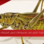 حشرة تكون في مجموعات تحوي المليارات من 6 حروف
