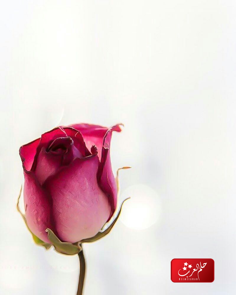 صور جميلة للكتابه عليها 2023