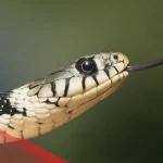 تفسير حلم تكرار رؤية الثعابين في المنام