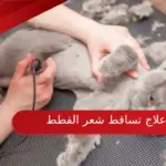 طريقة علاج تساقط شعر القطط نهائياً