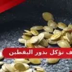 كيف تؤكل بذور اليقطين فوائدها واضرارها وطريقة تحضيرها