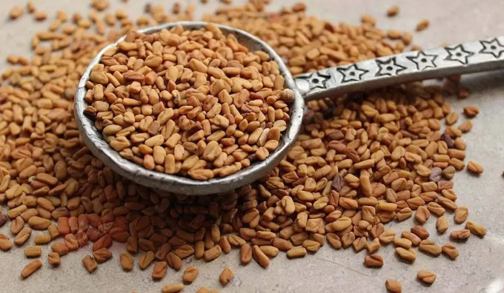كيف تستخدم الحلبة لزيادة الوزن وتكبير الثدي