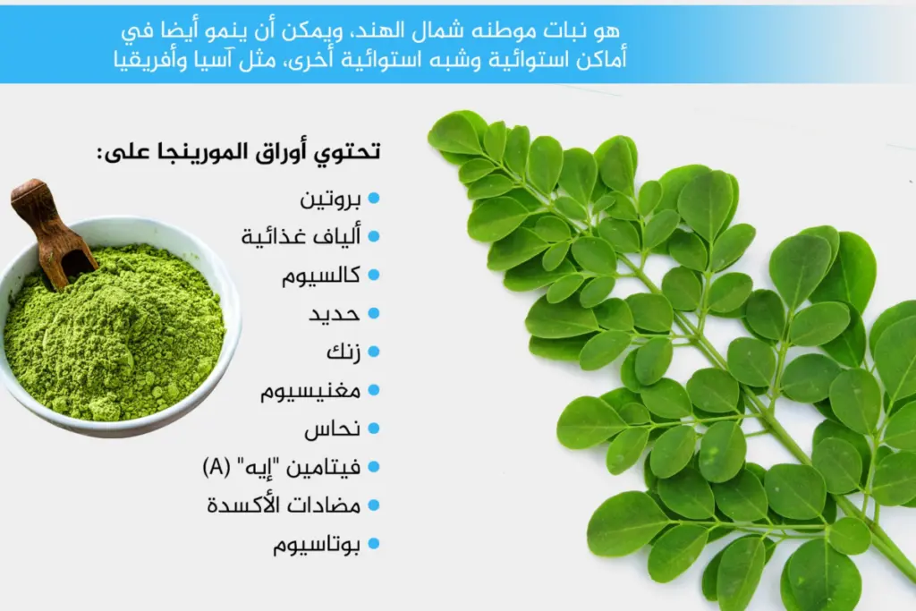 تجربتي مع المورينجا فوائده واضراره