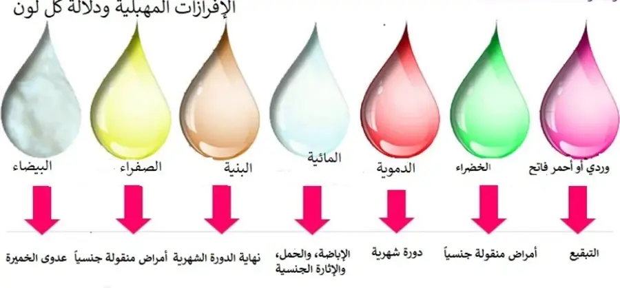 افرازات بنية بعد الدورة هل اجامع زوجي