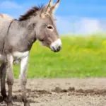 تفسير الحمار في المنام لابن سيرين والعصيمي