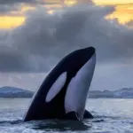 هل الحوت يلد ام يبيض ومعلومات مهمه عن الحوت