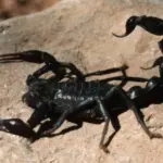 تفسير حلم العقرب الأسود في المنام لابن سيرين
