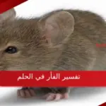 تفسير الفأر في الحلم لابن سيرين والنابلسي