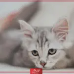 تفسير حلم القطط الصغيرة في المنام لابن سيرين