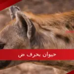 إسم حيوان بحرف ض .. 5 حيوانات تبدأ بحرف الضاد