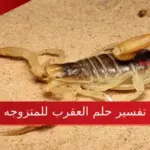 تفسير حلم العقرب للمتزوجه حسب تفسير ابن سيرين