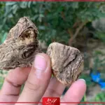 تجربتي مع شرش الزلوع أهم فوائدها وطريقة تحضيرها