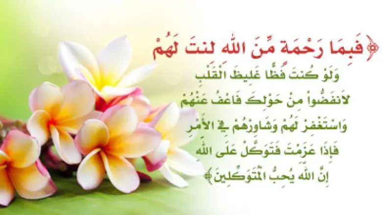 عبارات عن الرفق بالحيوان 10 عبارات أجمل ما قيل عن الرفق بالحيوانات