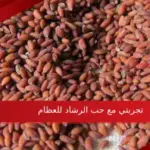تجربتي مع حب الرشاد للعظام فوائده واضراره وطريقة تحضيره