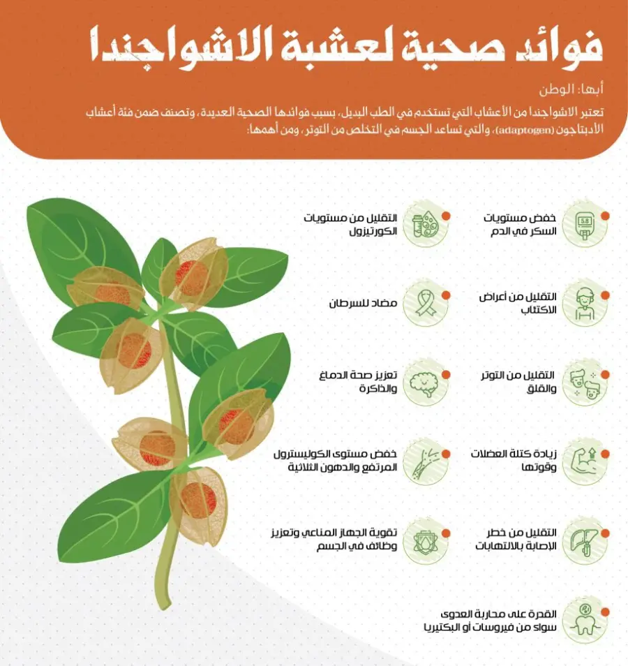 تجربتي مع عشبة الاشواجندا فوائدها واضرارها وطريقة استخدامها