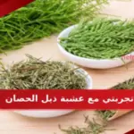 تجربتي مع عشبة ذيل الحصان للشعر وطريقة الاستخدام الصحيحة