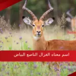 اسم معناه الغزال الناصع البياض