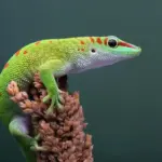 هل يتشكل الجن على شكل وزغ