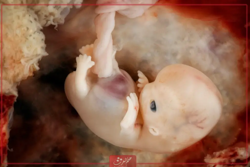 متى يطرد الرحم الجنين الميت؟ و3 علامات تدل على قرب نزول الجنين