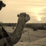 قصة القصواء ناقة الرسول التي بركت عند الكعبة