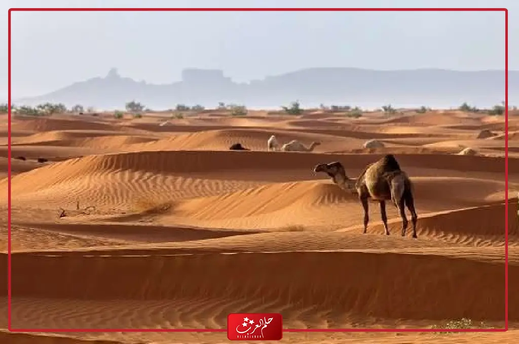 البناقي وش يرجع .. اصل عائلة البناقي من وين