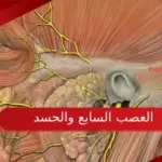 العصب السابع والحسد ما العلاقة بينهما