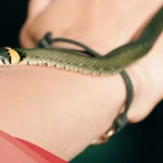 تفسير حلم ثعبان لا يؤذي للمتزوجة والعزباء حسب ابن سيرين