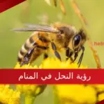تفسير رؤية النحل في المنام للعزباء والحامل والمتزوجة لابن سيرين