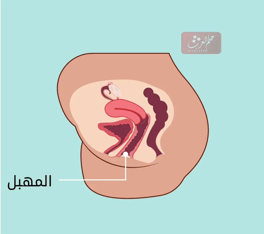 كيف اعرف ان المهبل ضيق عندي وما هي فوائد المهبل الضيق؟