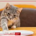 ماذا تأكل قطط الشوارع وبعض الأطعمة ممنوع تقديمها للقطط