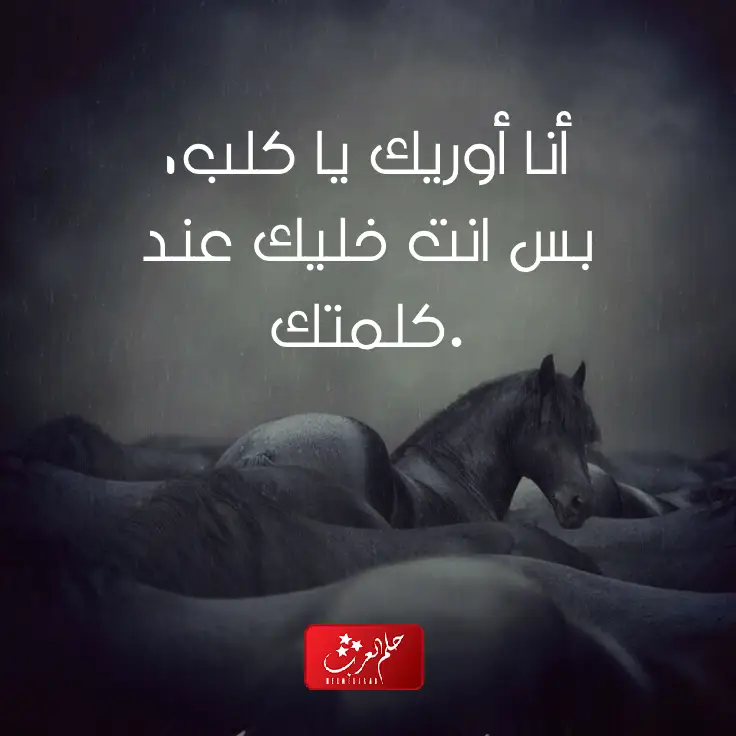 معنى اعلى مافي خيلك اركبه واقوى رد على أعلى مافي خيلك اركبه
