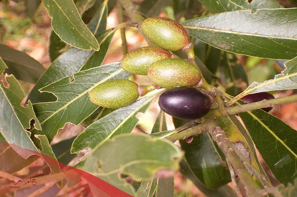 إسم نبات بحرف غ .. اسماء 3 نباتات تبدأ بحرف الغاء
