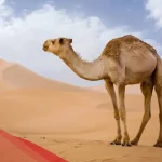 تفسير رؤية الجمل في المنام للعزباء والحامل والمتزوجة